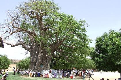 People gathered around the baobab tree with the shrine of the Holy Mary- Festival of Mariam Dearit - Keren Eritrea.