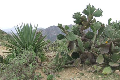 The landscape around Argolo.