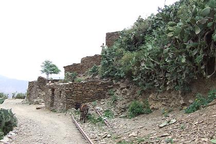Traditional houses - Shegerni Eritrea.