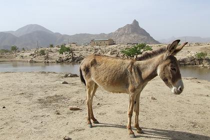 Small lake near Ciuf Ciufit - Keren Eritrea.