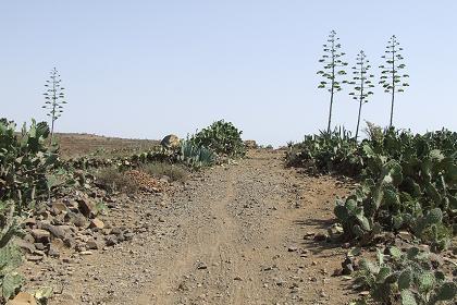The track from Adi Hawesha to Tselot - Eritrea.