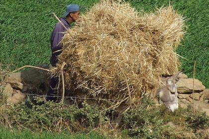 Harvesting - Road to Adi Nefas Eritrea.