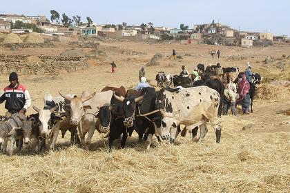 Harvesting - Adi Nefas Eritrea.