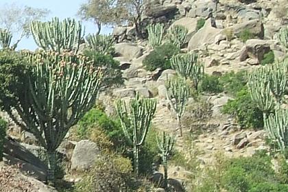 Landscape - Road from Asmara to Keren Eritrea.