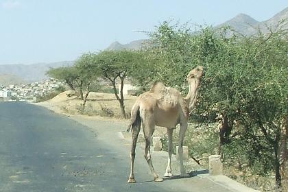Camel - Road from Asmara to Keren Eritrea.