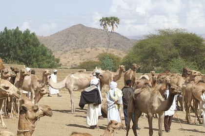 Livestock market - Keren Eritrea.