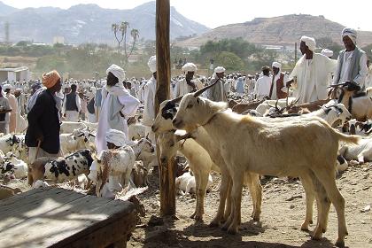 Livestock market - Keren Eritrea.