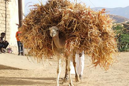 Carrying the harvest to the market - Keren Eritrea.