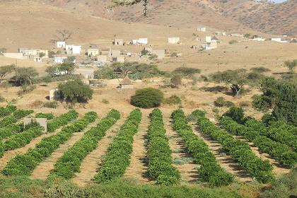 Orange orchard - St Mariam Dearit Keren Eritrea.