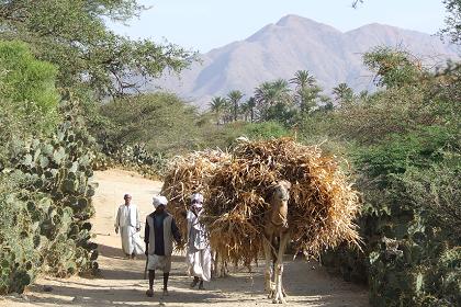 Road to Hamel Malo - St Mariam Dearit Keren Eritrea.