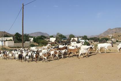 Cattle in the dry Anseba rived bed - Keren Eritrea.