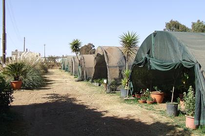 Techno Garden Center - Kushet Asmara Eritrea.