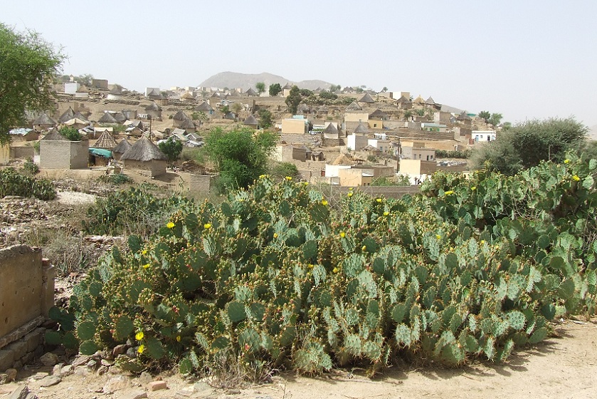 Beles (cactus fruit) - Road to Mariam Dearit Keren Eritrea.