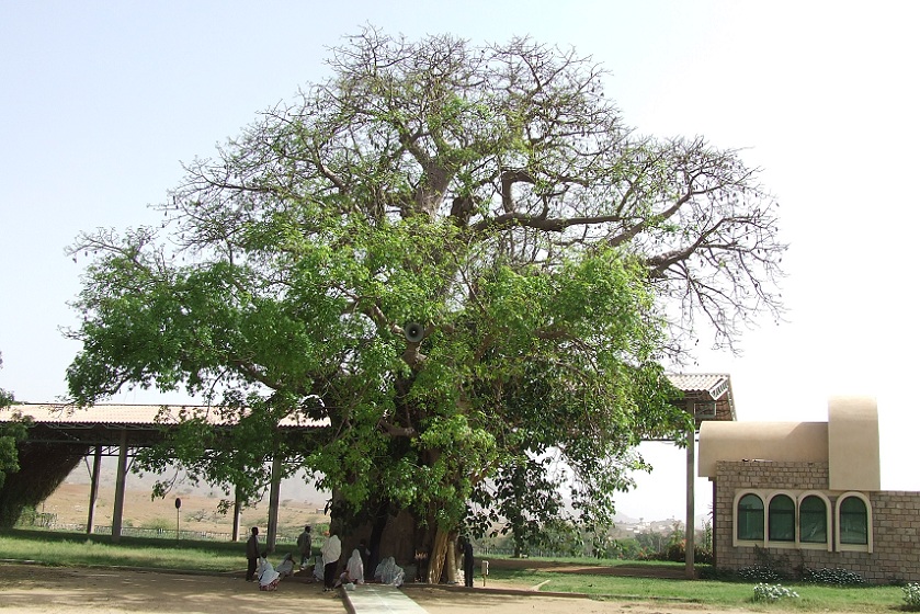 Baobab tree - Mariam
      Dearit shrine of the Holy Mary - Keren Eritrea.