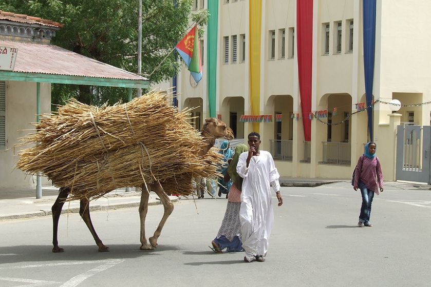 Camel carrying building materials - Keren Eritrea.