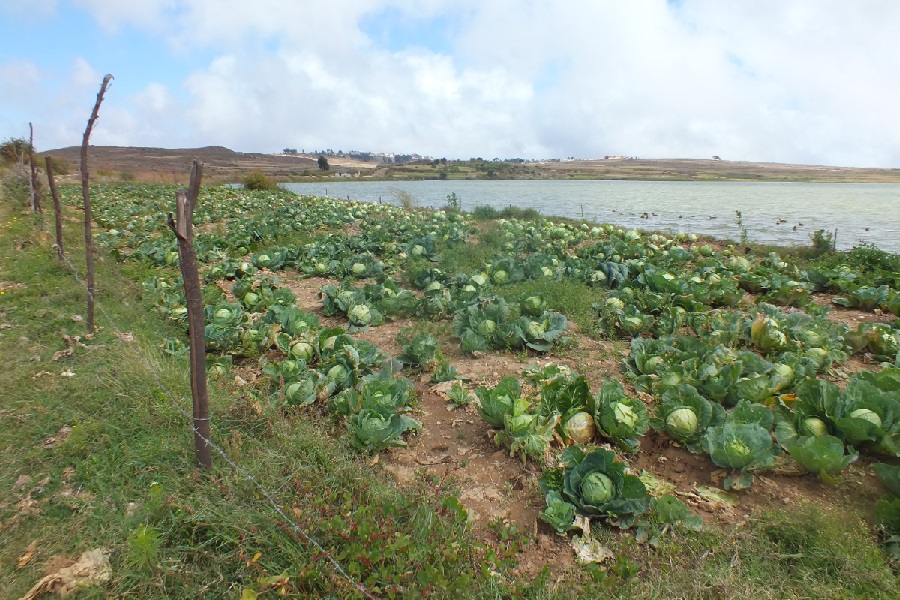 Cabbage field - Road to Adi Nefas Asmara Eritrea.
