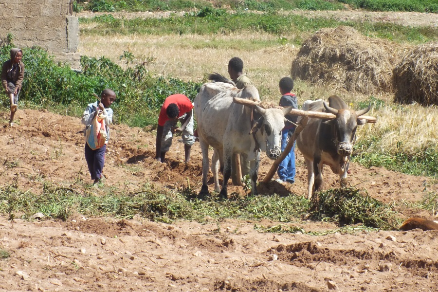 Ploughing the fields - Adi Nefas Eritrea.